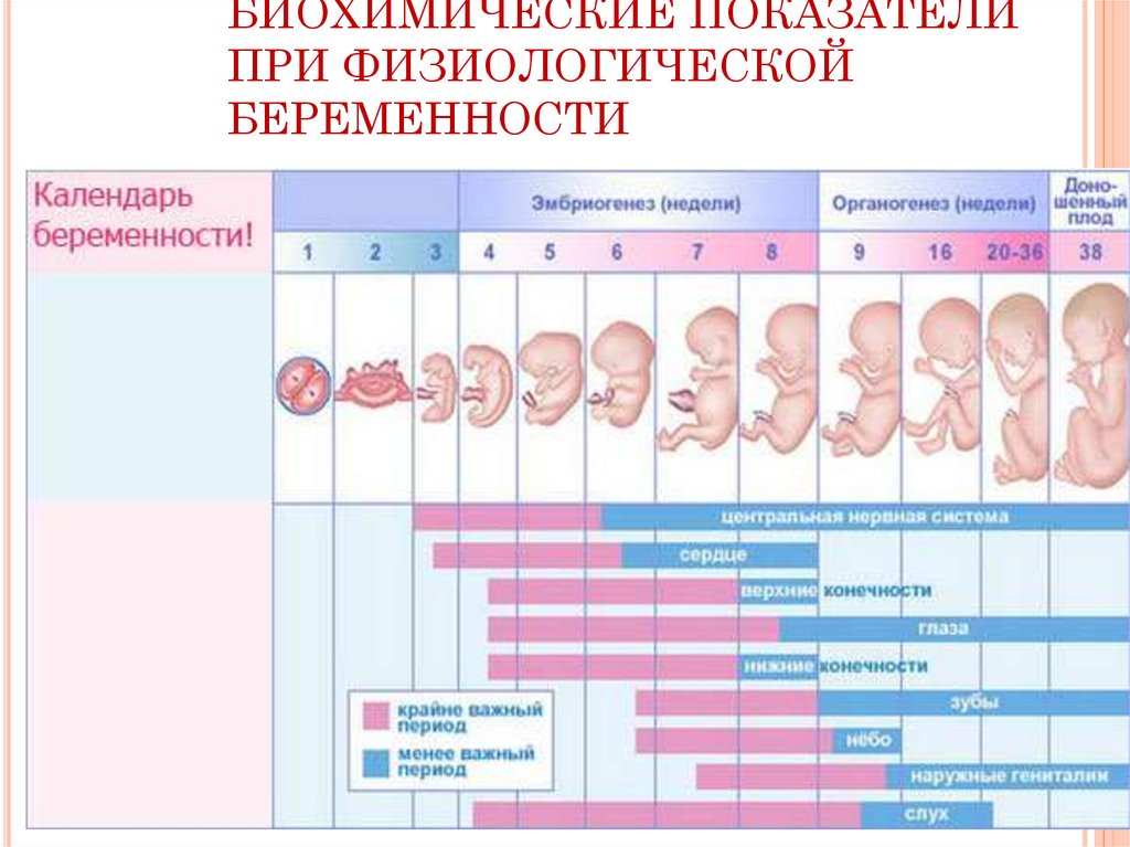 Изменения в организме женщины во втором триместре беременности